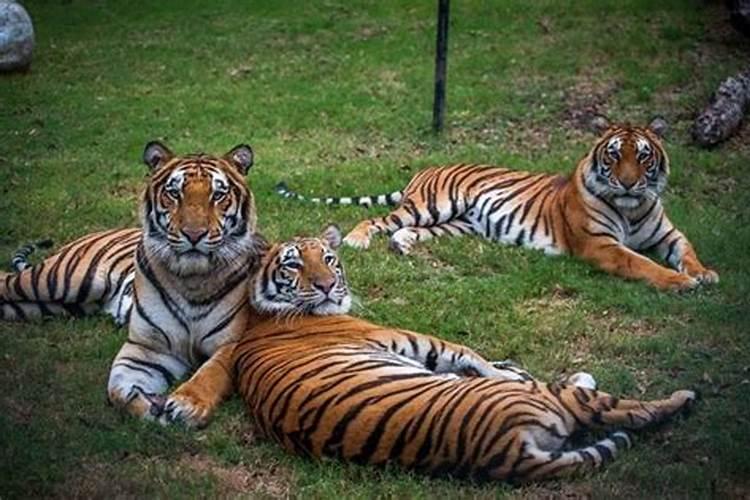 梦见家里有好几只老虎