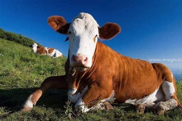 梦见牛是什么意思有什么预兆