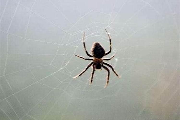 梦见蜘蛛网是什么意思