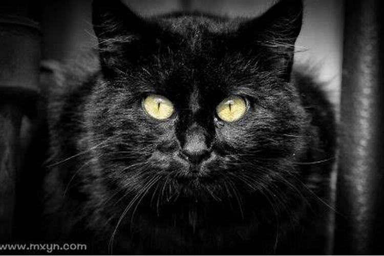 梦到黑猫扑向自己是什么意思