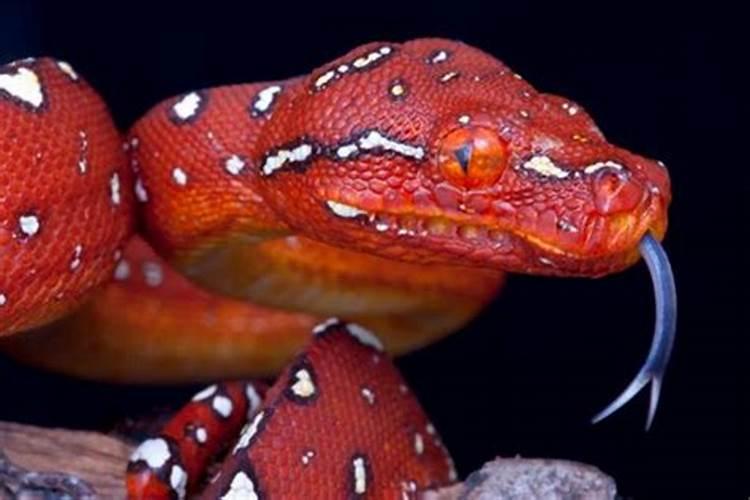 梦见红色大蟒蛇是什么征兆