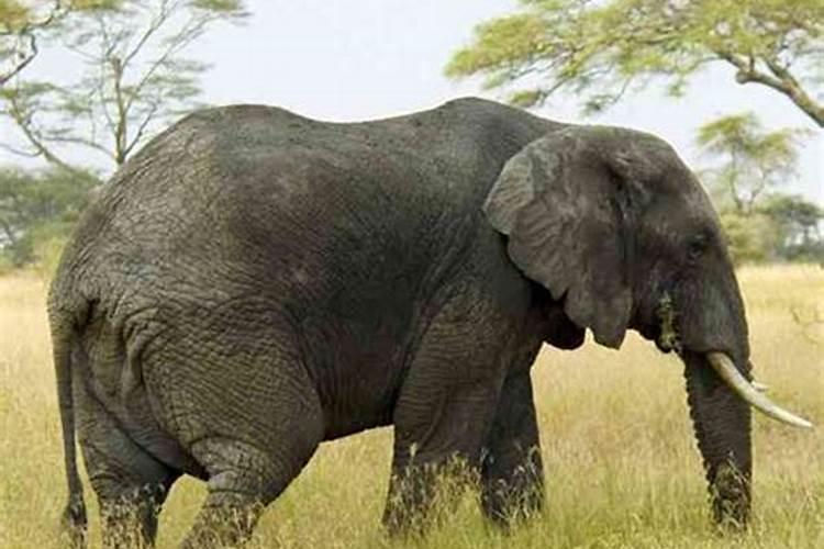 孕妇梦见大象是什么预兆