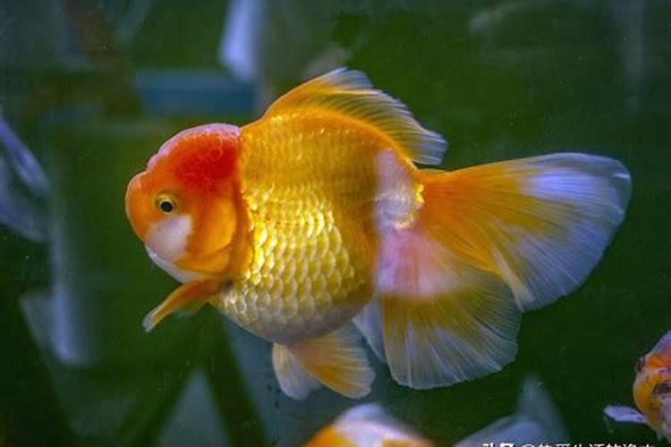 梦见很多红色金鱼在河里游解梦