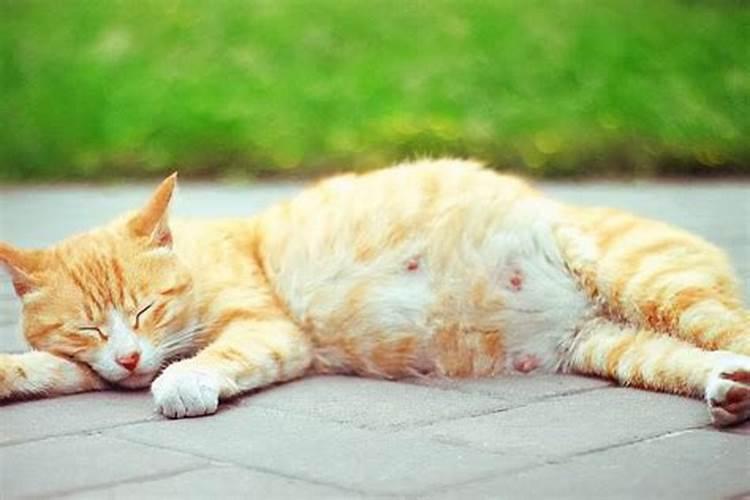 梦见猫是怀孕的征兆吗
