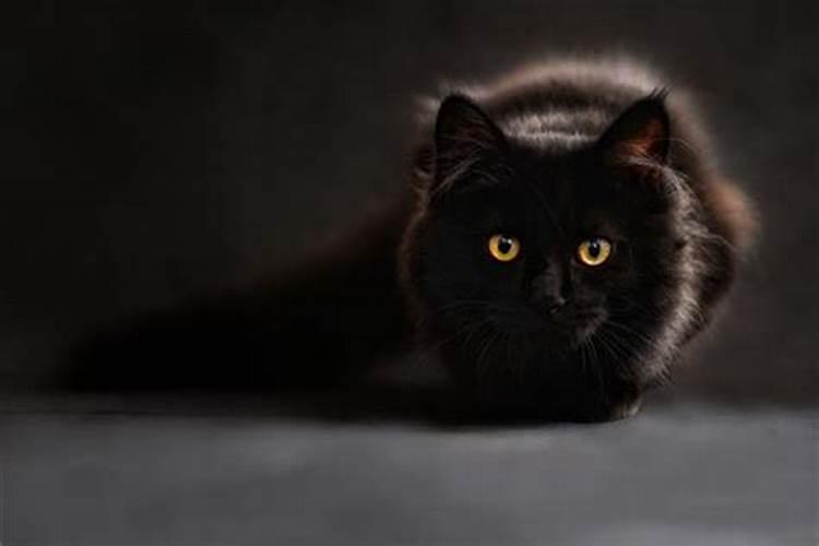 梦见黑猫什么意思啊