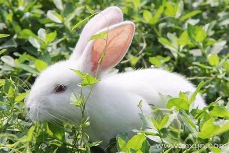 梦见兔子是什么意思