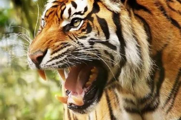 梦见老虎吃很多人是什么预兆