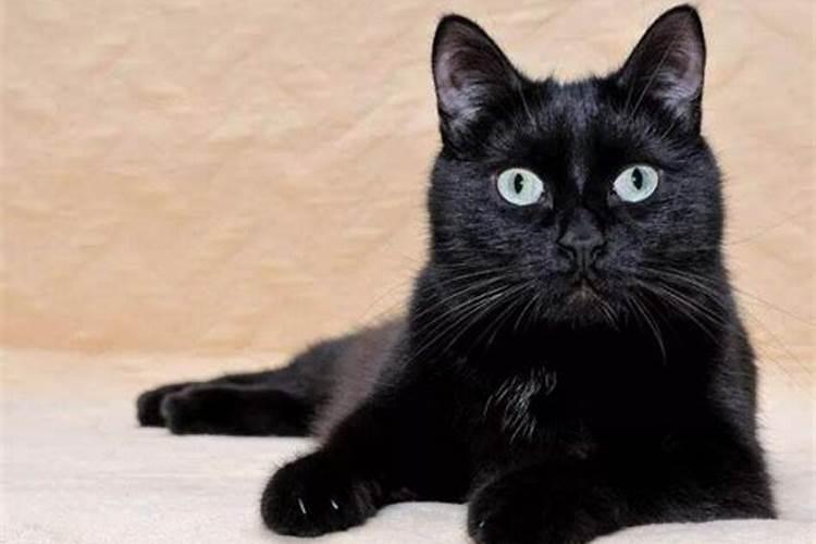 梦见黑猫是什么征兆