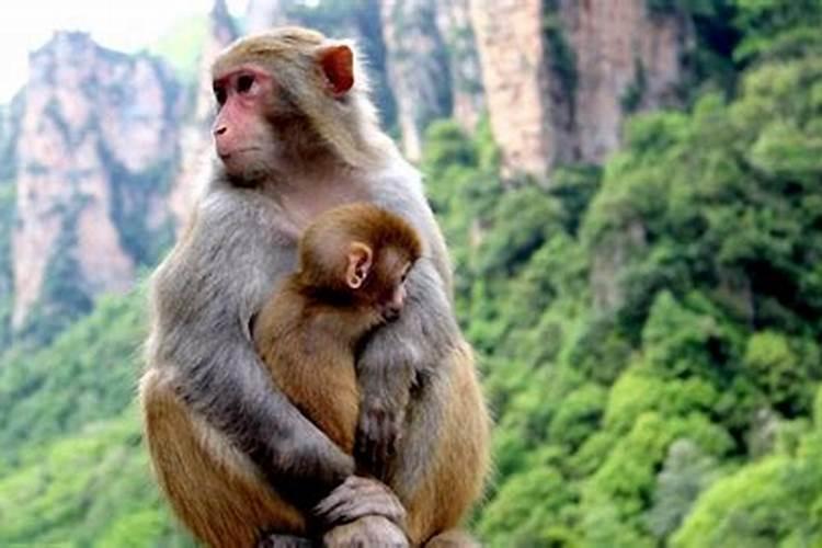 属猴的和什么属相最是最佳婚配