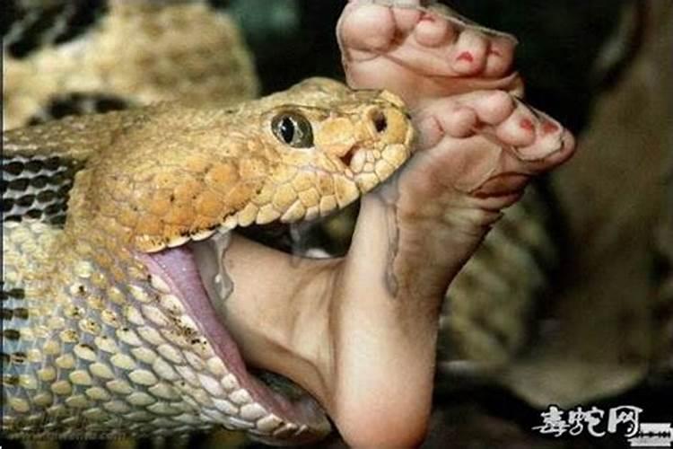 梦见蟒蛇吃了自己养的乌龟
