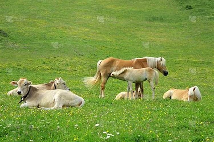 梦见成群的牛和马是什么意思？