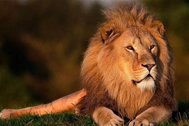 梦见狮子是什么预兆求大神帮助