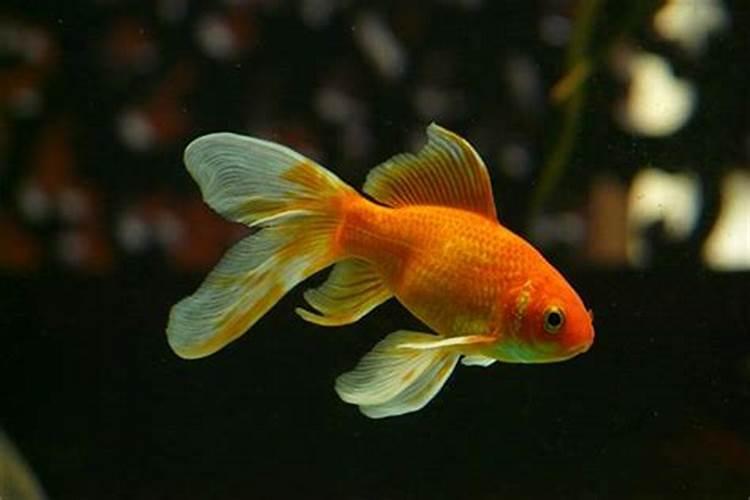 梦见红色的金鱼从水里跳出来