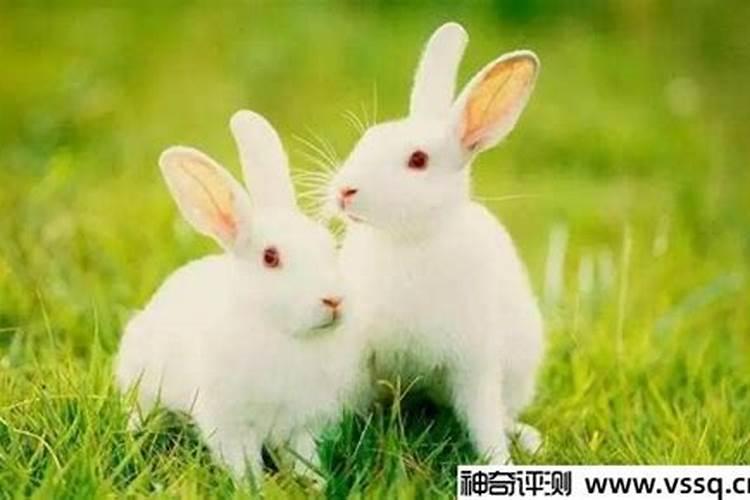 属兔的今年多大岁数2023年出生