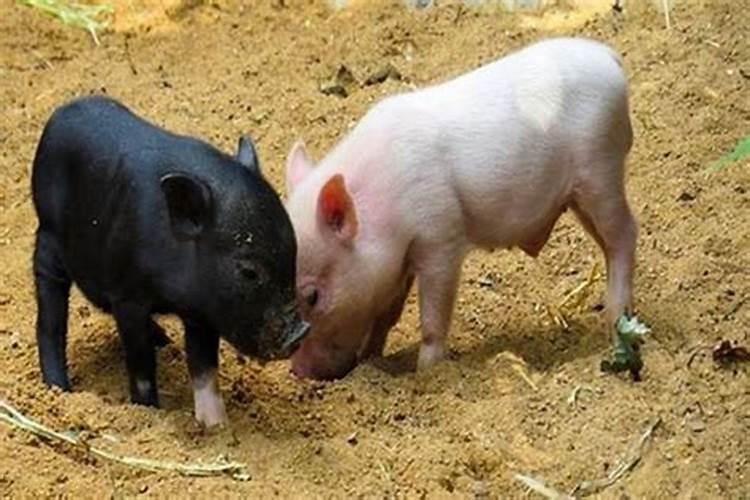 猪与猪属相婚配怎样