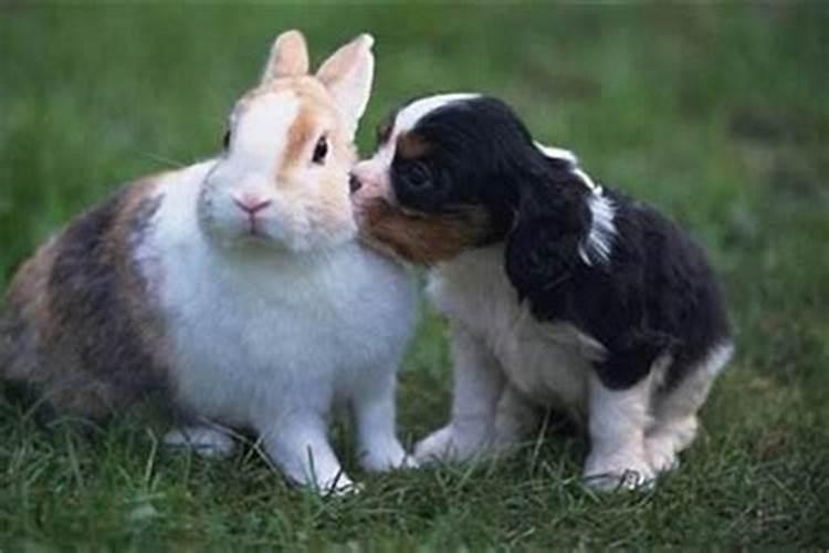 兔子和兔子合婚吗