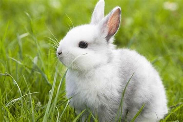 兔子和兔子合不合适