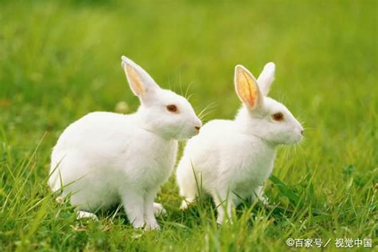 兔子和兔子合不合适