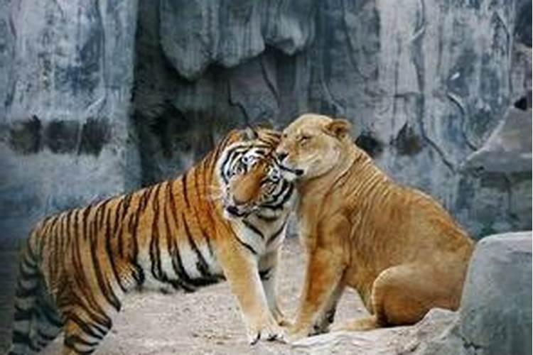 孕妇梦见狮子老虎是什么意思