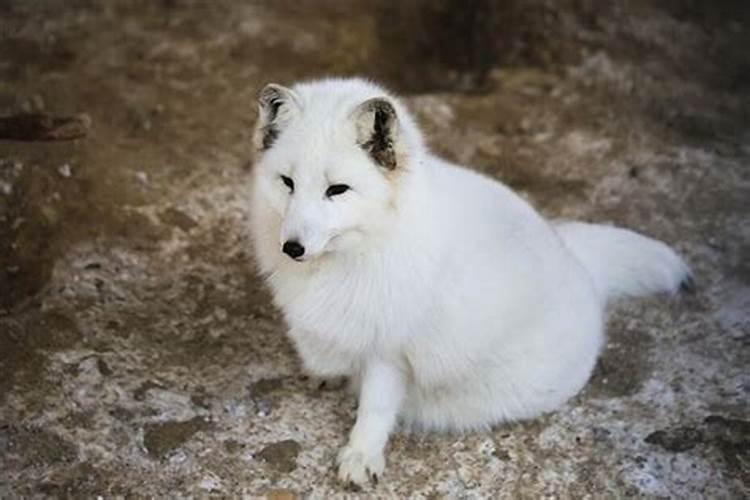 梦见白狐狸是什么预兆