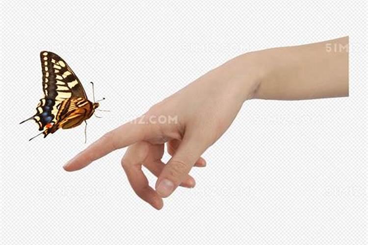 梦见蝴蝶落到手上