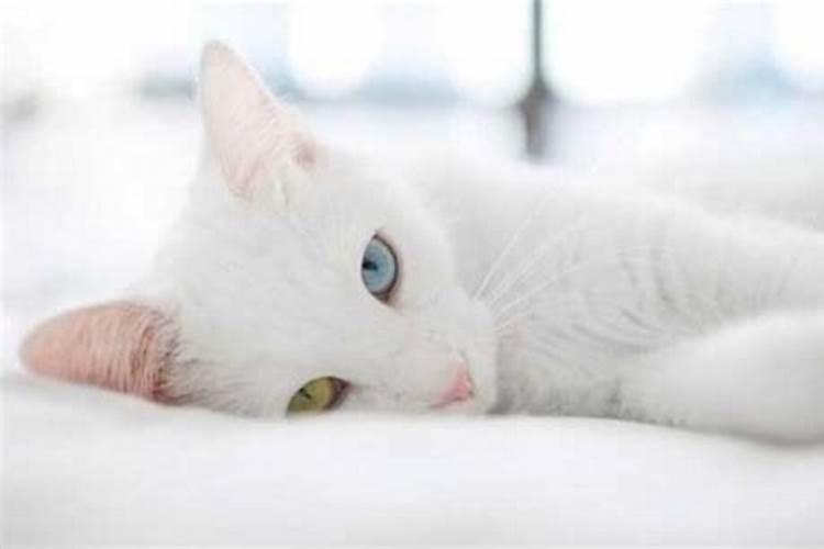 梦见白猫咬自己是什么预兆
