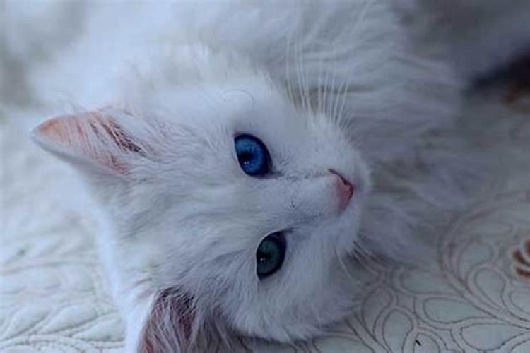 梦见白猫咬自己是什么预兆