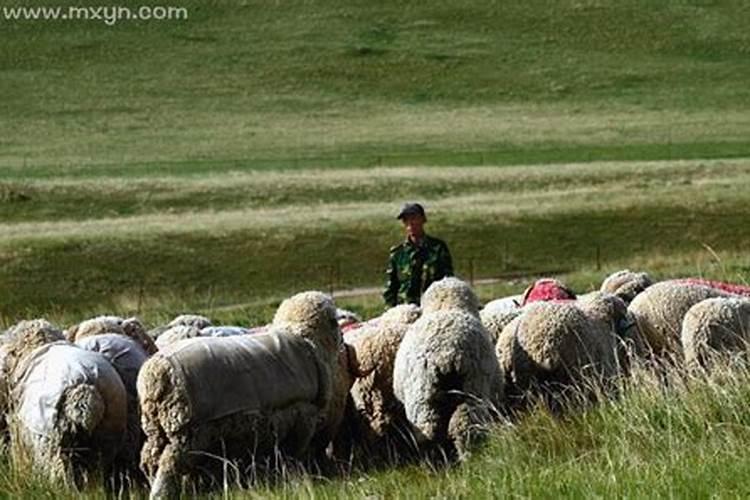 梦见放羊是什么意思有什么预兆