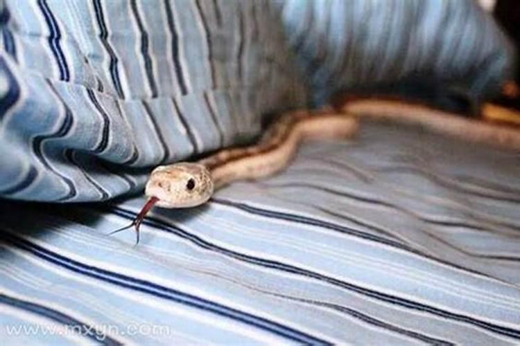 梦见自己把家里的蛇打死是什么兆头
