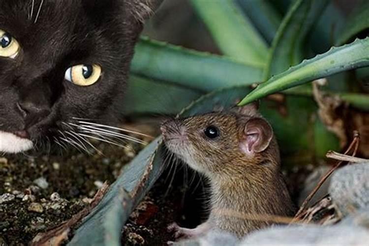梦见老鼠和猫啥意思周公解梦