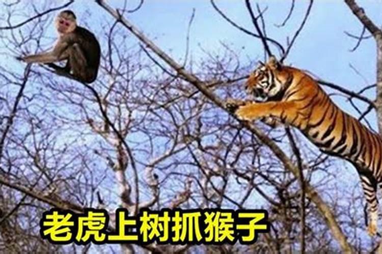 梦见老虎在树上爬的看的自己