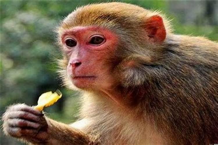 猴和猴的婚姻相配吗