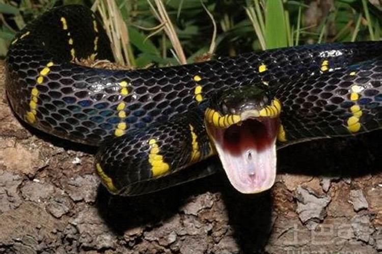 梦见蟒蛇吃蛇是什么意思