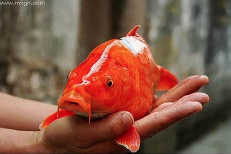 梦见红鲤鱼是什么征兆