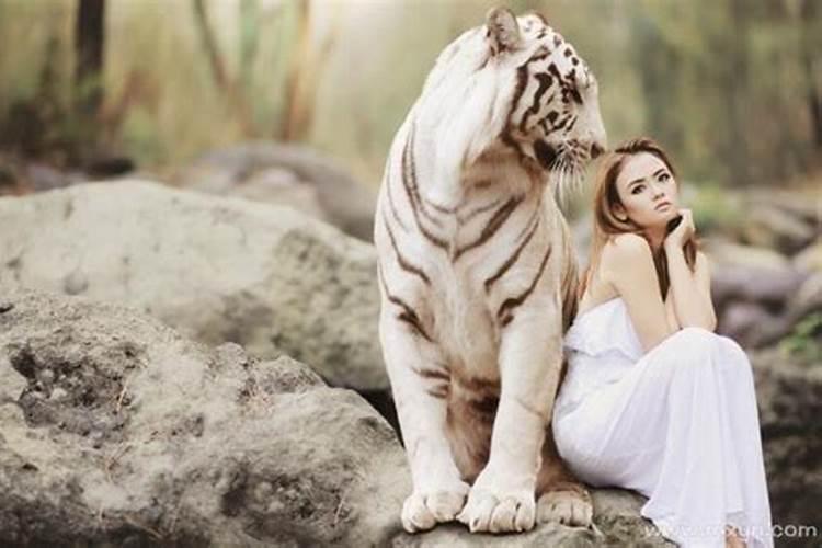 梦见老虎是什么预兆女性人