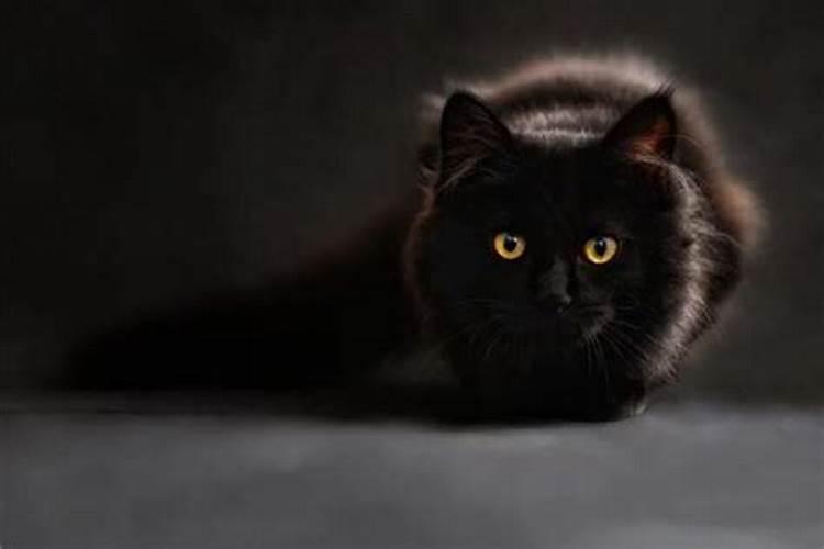 梦见猫生了一窝小黑猫