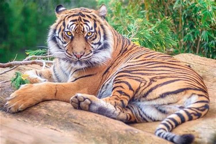 梦见很温顺的老虎是什么意思