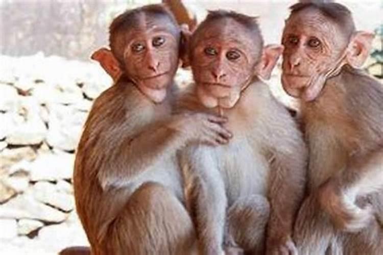猴和猴的婚姻好不好