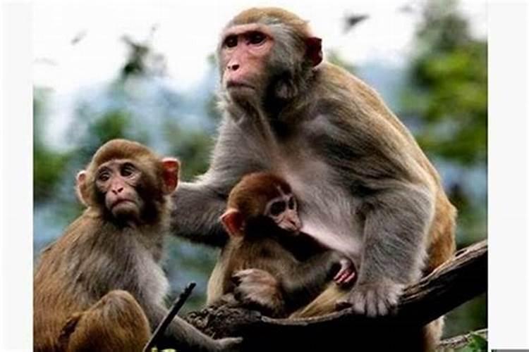 猴和猴婚姻合适吗