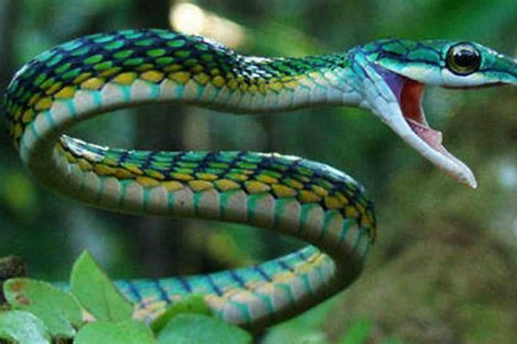 做梦梦见蛇是什么征兆