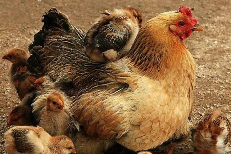 梦见一只母鸡是什么预兆