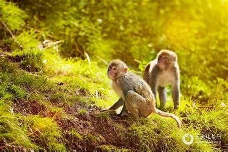 2022年属猴犯什么太岁会被化解吗