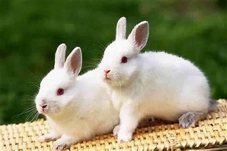 生肖冬天出生的兔
