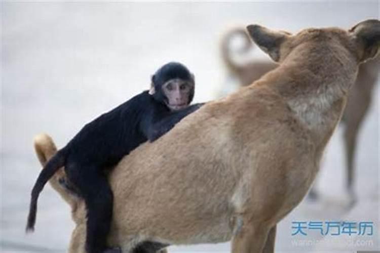 猴和猴婚姻相配吗