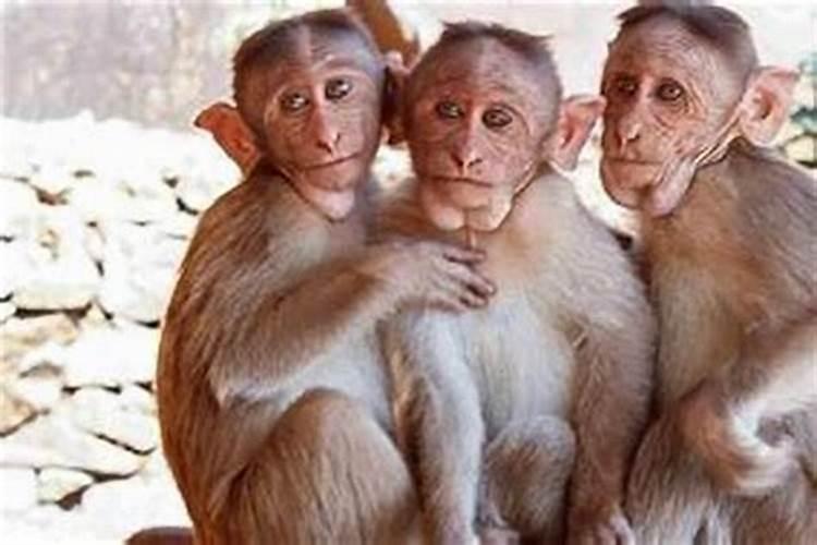 猴和猴婚姻相配吗