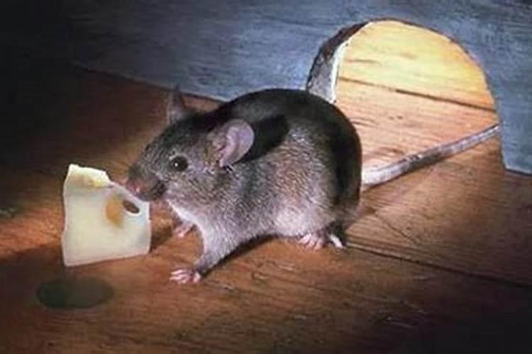 家里进老鼠是什么运气