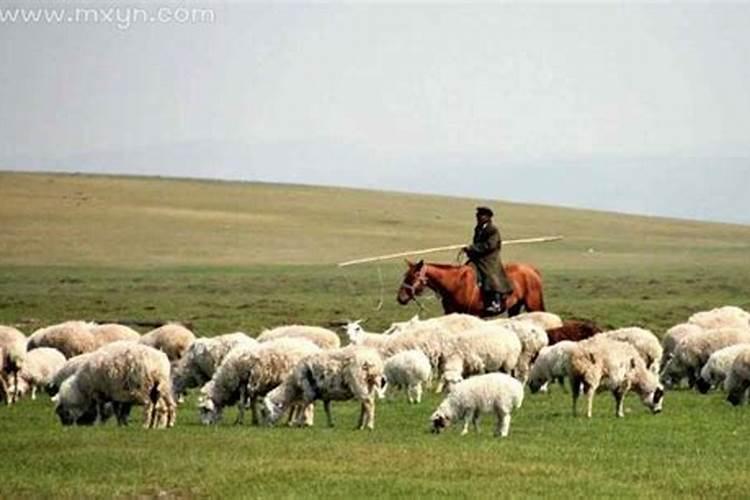 梦见放羊是什么征兆