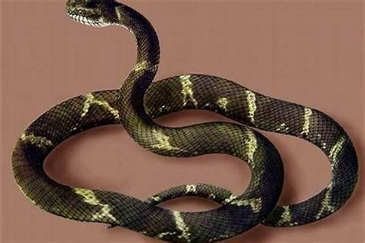 蛇与蛇结合婚姻怎么样