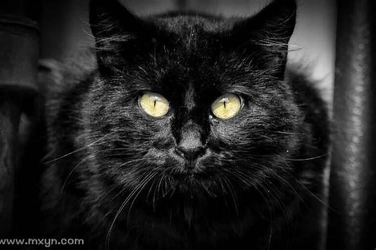 梦见黑猫扑向自己是什么意思啊