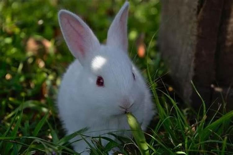 梦见白色兔子跳自己怀里